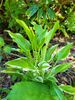 Hosta 'Austin Dickinson' 1 litre €5.95 Hosta 'Austin Dickinson' for sale in Ireland