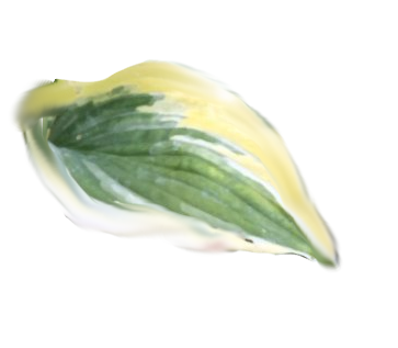 Hosta 'Brim Cup' for sale in Ireland