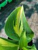 Hosta 'Chain Lightning' 1 litre €5.95