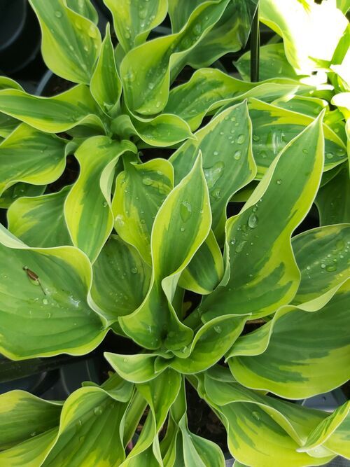 Hosta 'Wide Brim' Jumbo 2 litre €9.95