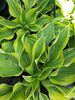 Hosta 'Wide Brim' Jumbo 2 litre €9.95