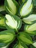 Hosta 'Color Festival' Jumbo plug €3.95