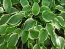 Hosta 'So Sweet' Jumbo plug €3.95