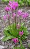 Dodecatheon (Shooting Stars)