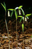 Uvularia