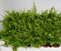 Tiny ferns 6cm pot €2.50