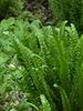 Asplenium