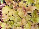 Heuchera 'Marmalade' 2 litre €9.95 Heuchera 'Marmalade' 12cm €6.95