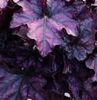 Heuchera 'Mulberry' 12cm €6.95 sold out Heuchera 'Mulberry' 12cm €6.95