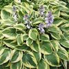 Hosta 'Brim Cup' Jumbo plug €3.95