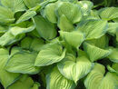 Hosta 'Guacamole' Jumbo plug €3.95
