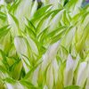 Hosta 'Kiwi Spearmint' Jumbo plug €3.95
