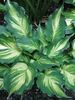 Hosta 'Lakeside Paisley Print' Jumbo plug €4.50 2019 AHG Hosta of the Year! Hosta 'Lakeside Paisley Print' Jumbo plug €3.95