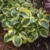 Hosta 'Mighty mouse' Jumbo plug €3.95