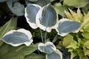 Hosta 'Orion's Belt' Jumbo plug €3.95