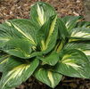 Hosta 'Sting' Jumbo plug €3.95