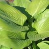 Hosta 'Sum and Substance' Jumbo plug €3.95
