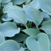 Hosta (Tardiana group) 'Halcyon' Jumbo plug €3.95