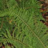 Polystichum setiferum Divisilobum Group for sale in Ireland