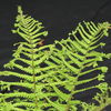 Dryopteris affinis 'Cristata The King' AGM King of the Ferns 1 litre €6.50