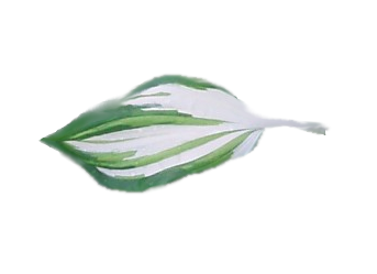 Hosta 'Kiwi Spearmint' for sale Ireland