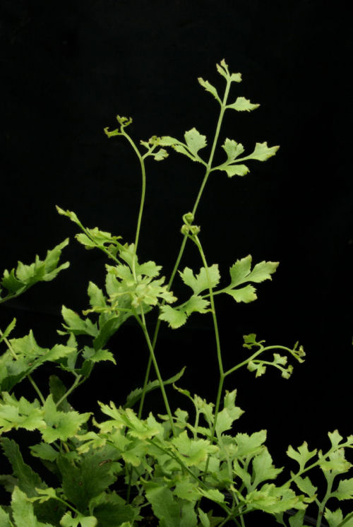 Lygodium japonicum- Japanese Climbing Fern