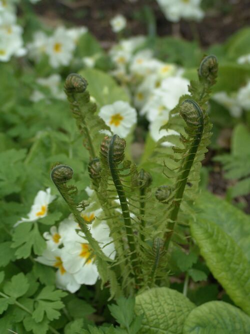 Matteuccia struthiopteris - Shuttlecock/Ostrich Fern 9cm €2.95