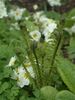 Matteuccia struthiopteris - Shuttlecock/Ostrich Fern 9cm €2.95