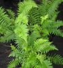 Dryopteris pseudofilix-mas - Mexican male Fern