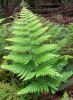 Microlepia- Lace Ferns