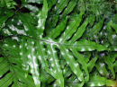 Microsorum diversifolium- Kangaroo Paw Fern- 1 litre £6.95