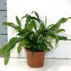 Microsorum