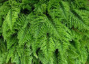 Nephrolepsis exaltata 'Fluffy Ruffles'