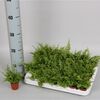 Nephrolepis exaltata 'Green Fantasy 6cm pot €3.50