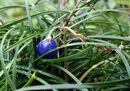 Ophiopogon