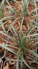 Ophiopogon japonicus 'Variegatus'  P9 (0.5litre) €6.00
