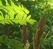 Osmundastrum cinnamomea- Cinnamon Fern SOLD OUT Osmundastrum cinnamomea- Cinnamon Fern plug €3.95