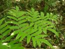 Osmunda japonica - Japanese Royal Fern