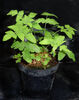 Osmunda japonica - Japanese Royal Fern plug €2.95