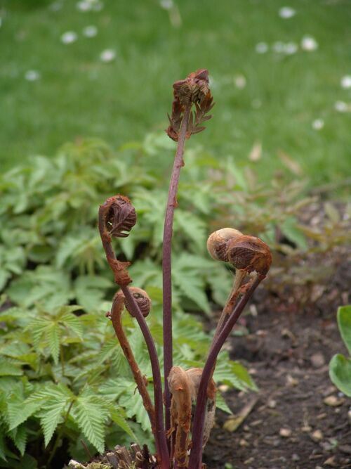 Osmunda regalis 'Purpurascens' Purple Royal fern 2 litre €9.95