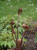 Osmunda regalis 'Purpurascens' Purple Royal fern 9cm €4.95 Osmunda regalis 'Purpurascens' Purple Royal fern 9cm €4.95