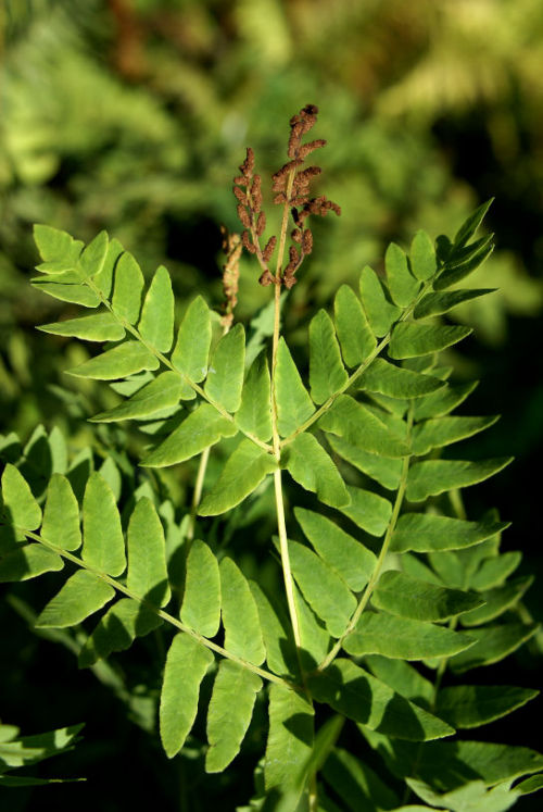 Osmunda regalis - Royal Fern 9cm £3.95