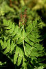 Osmunda regalis - Royal Fern Sold out