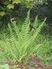 polystichum setiferum plug £2.95