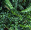Pellaea rotundifolia - Button Fern