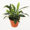 Campyloneurum