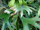 Platycerium- Staghorn Fern