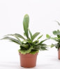 Platycerium bifurcatum 'Netherlands'