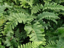 Polypodium vulgare 'Bifido-Multifidum' plug €3.50
