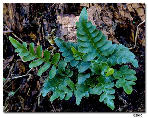 Polypodium scouleri - Leathery Polypody 9cm £4.95